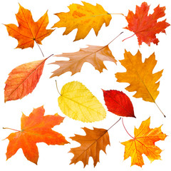 Collection of autumn leaves on white background