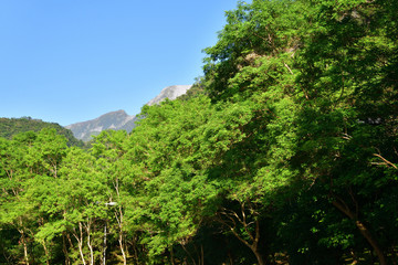 Fototapeta na wymiar 台湾の山