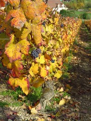 Rang de vigne en automne