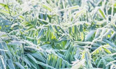Beautiful winter background, the frozen plant