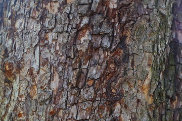 Bark tree