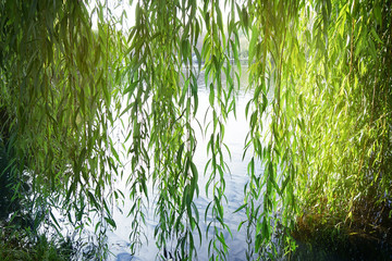 Branches of weeping willow near lake in beautiful park - obrazy, fototapety, plakaty