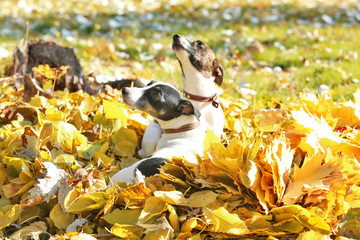 Funny Jack Russell terriers in beautiful autumn park on sunny day
