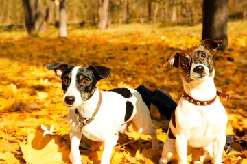Funny Jack Russell terriers in beautiful autumn park