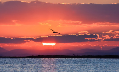 Bird flying on the sea at sunset, silhouette. Sun between clouds and  seagull flying on the sea. 