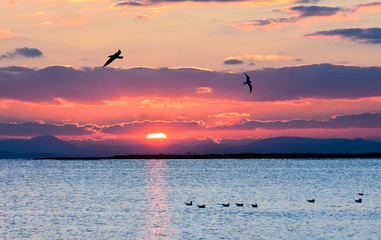 Plakat Birds flying on the sea at sunset, silhouette. Sun between clouds and seagulls flying and swimming on the sea. 