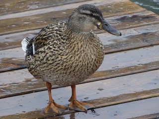 Female of Royal Duck on the pier on a rainy day.