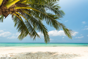 Fototapeta na wymiar Coconut palm tree at the tropical beach