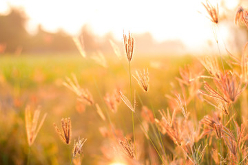 meadow flowers in early sunny fresh morning with water drop . Vintage autumn landscape