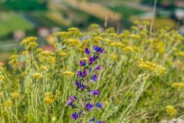 Wild purple flower in the middle of yellow flowers