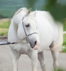 portrait of white purebred arabian stallion