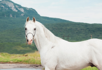 portrait of  white arabian stallion at mountain background