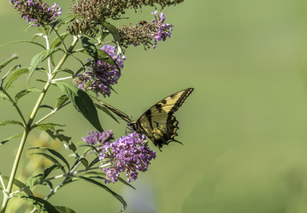 Eastern tiger swallowtail, Papilio glaucus