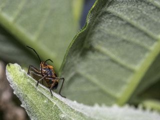 Milkweed bug on plant