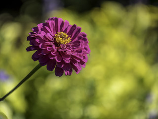purple zinna in garden