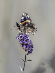 Painted Lady butterfly