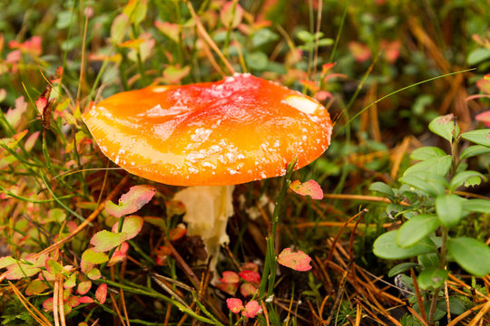 Poisonus mushroom