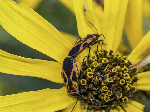 Milkweed bug on plant