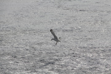 Белая чайка над ледяной рекой
