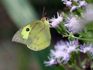 Fototapeta premium Southern Dogface Butterfly - Zerene cesonia