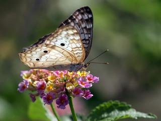 White Peacock - Anartia jatrophae