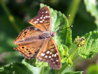 Tawny Emperor - Asterocampa clyton
