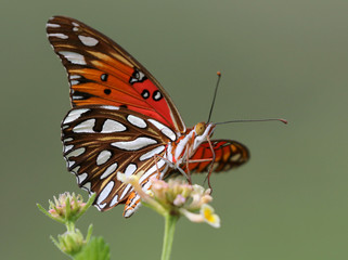 Gulf Fritillary - Agraulis vanillae