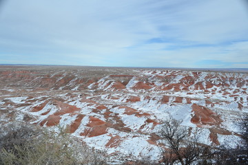 Petrified Forest Covered in Snow