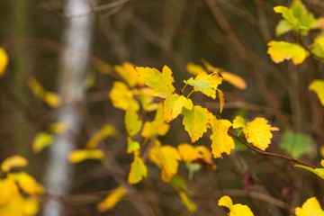 Obraz premium Close up of autumnal leaves on branch of tree or hedge