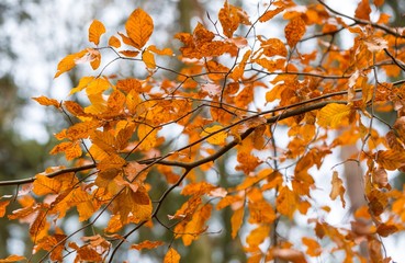 Beautiful orange hornbeam leaves hanging on branches