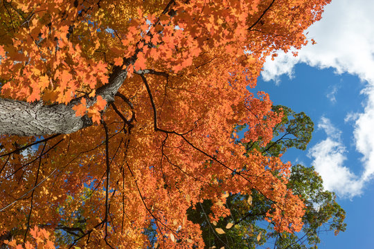 Bright blue sky visible through orange and yellow fall leaves. Sunlight shining through the canopy of vivid autumn foliage.