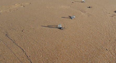 The bluebottle jellyfish on send