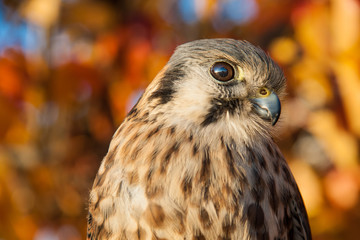Kestrel portrait with fall leaves in the background. Bird of prey looking at the camera with blurred orange and red foliage behind it.