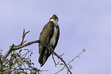 Bird osprey at perch over Los Angeles river