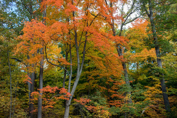 Bright blue sky visible through orange and yellow fall leaves. Sunlight shining through the canopy of vivid autumn foliage.