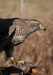 Fototapeta premium Finnish goshawk before the hunt. Bird of prey sitting on the falconer's glove.
