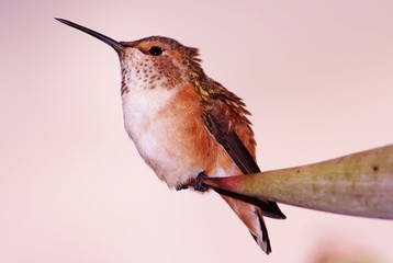 Gorgeous hummingbird on a flower © Slavica