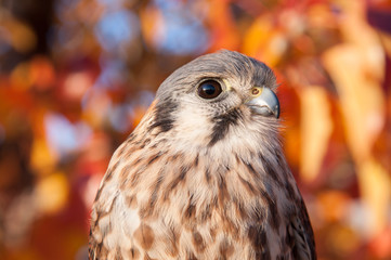 Kestrel portrait with fall leaves in the background. Bird of prey looking at the camera with blurred orange and red foliage behind it.