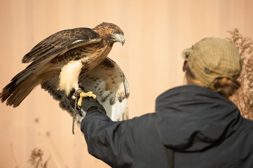 Portrait in profile of a Red Tailed Hawk looking into the distance. Beautiful feather detail and a...