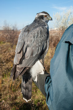 North American goshawk before the hunt. Bird of prey getting ready to fly