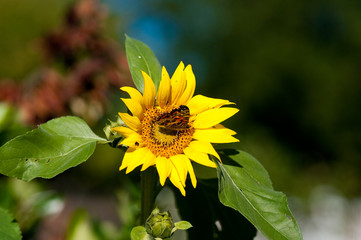 Beautiful monarch butterfly on sunflower