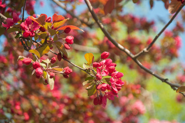 Blooming crab apple trees in the morning light. Flowering tree branches on a bright blue background