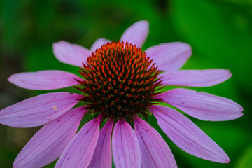 Echinacea