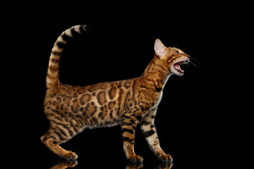 Playful kitty Bengal breed, gold Fur with rosette, meowing and walking on isolated on Black Background with reflection