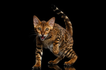 Obraz premium Playful kitty Bengal breed, gold Fur with rosette Looking up, Crouching on isolated on Black Background with reflection