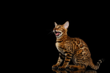 Playful kitty Bengal breed, gold Fur with rosette, Sits and meowing on isolated on Black Background with reflection