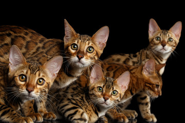 Close-up Portrait of Group Adorable breed Bengal kittens, Curious Looking in camera isolated on Black Background, 5 cats