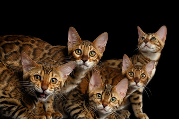 Fototapeta na wymiar Close-up Portrait of Group Adorable breed Bengal kittens, Curious Looking in camera isolated on Black Background, 5 cats