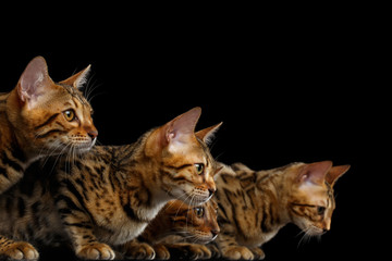 Close-up Portrait of Group Adorable breed Bengal kittens in profile view, isolated on Black Background, 5 cats