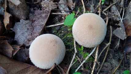 due funghetti visti dall'alto